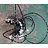 Sistem hidraulic frâne pe disc COMBY
